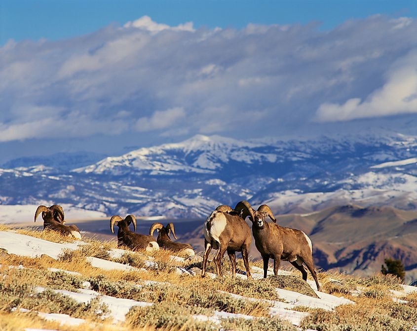 Bighorn rams on the Whiskey Mountain near Dubois, Wyoming