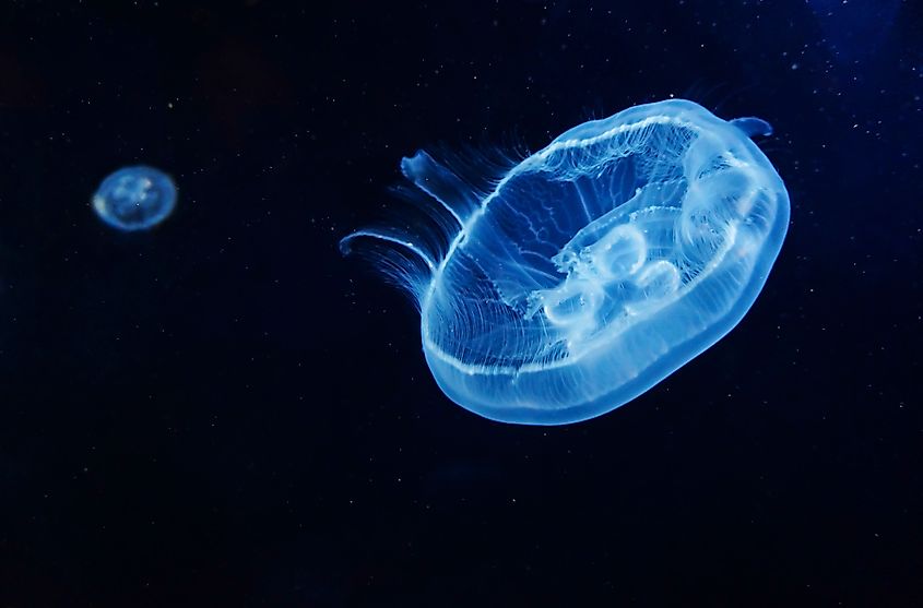 Closeup of Beautiful Moon Jellyfish.