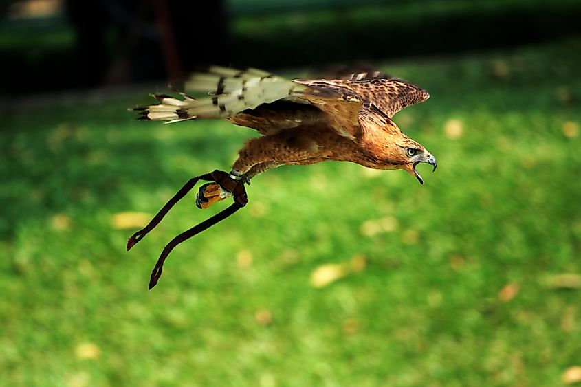 Javan Hawk Eagle or Nisaetus bartelsi.