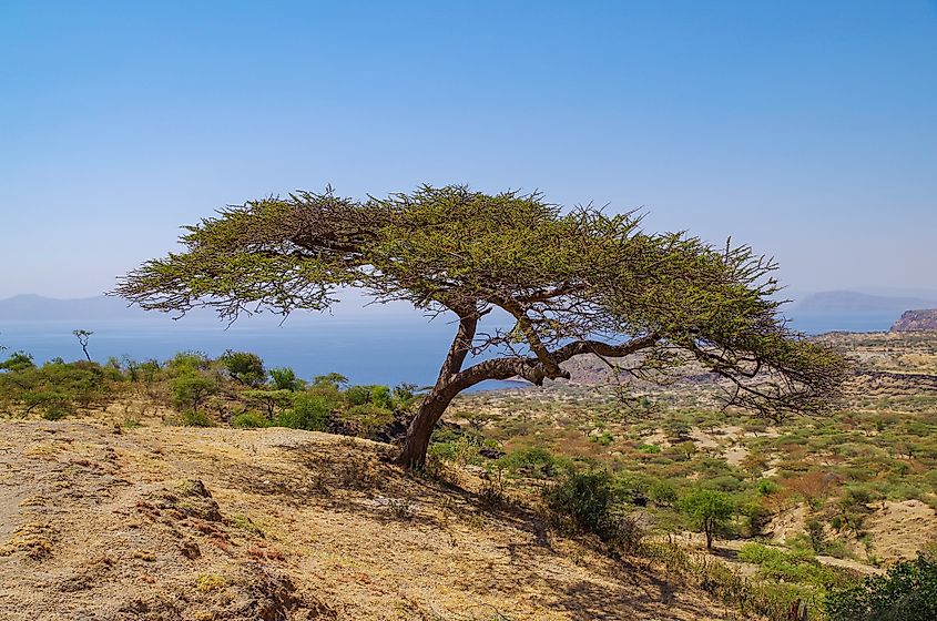 African savanna and alkaline lake Shala in background.