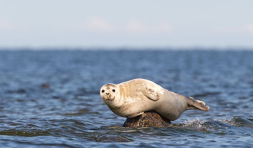 Close up portrait of the Grey Seal (Halichoerus grypus), resting on the erratic boulder in the Baltic Sea.
