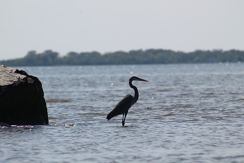A wild bird along the shore in Rock Hall, Maryland