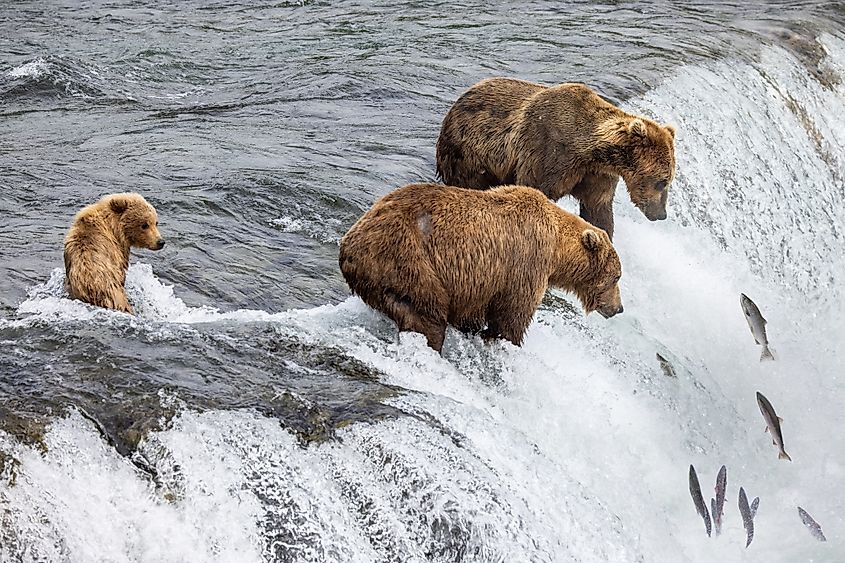 Brown bears stand on the edge of Brooks Falls waiting for salmon to jump up the falls.