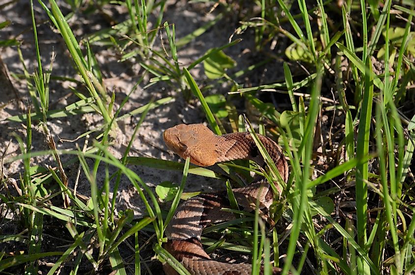 A copperhead in Lake Hartwell