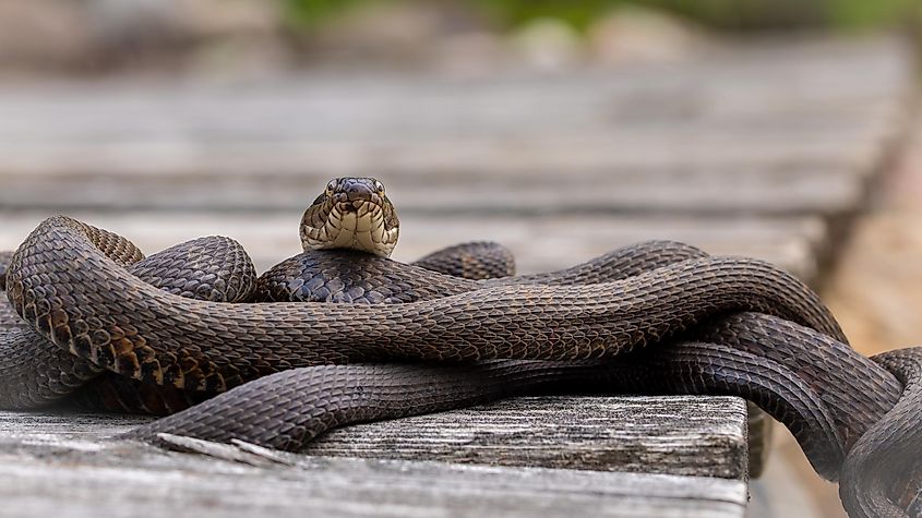 Northern water snakes in den, bed, or pit during breeding season. When breeding, they coil up to reproduce.