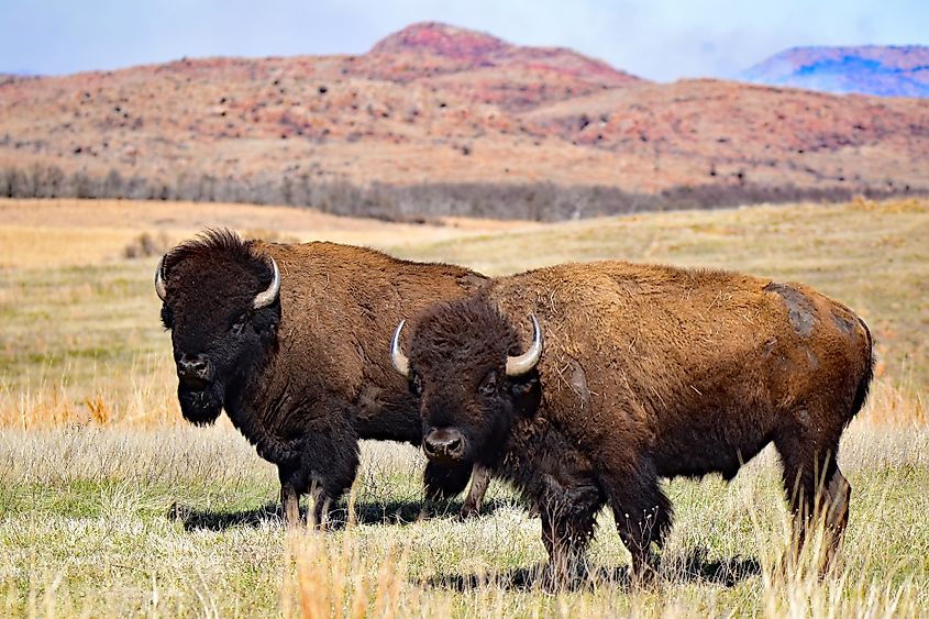 Bisons at the Wichita Mountains Wildlife Refuge.