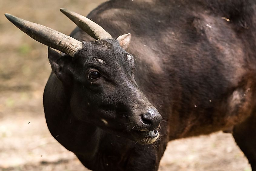 A closeup of brown Mountain anoa with horns.