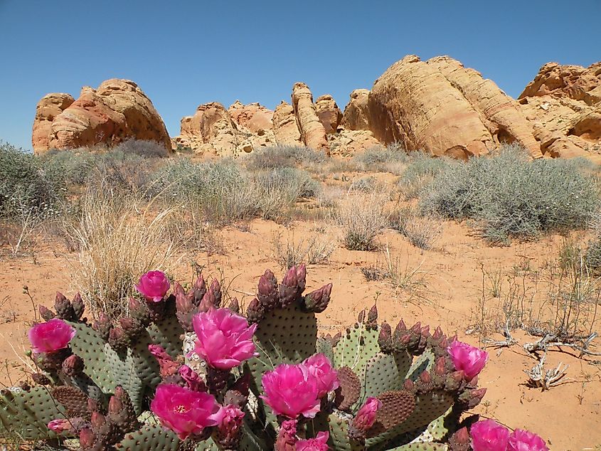 Beavertail Cactus in Valley of Fire State Park, Nevada