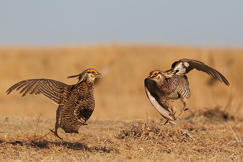 A pair of greater prairie-chickens.