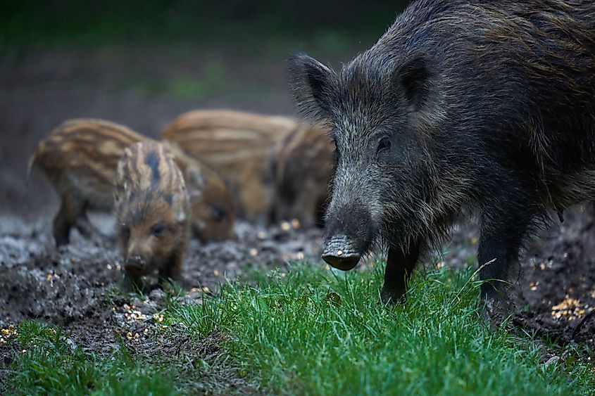 Feral pigs, invasive in over 30 states, destroy habitat for land and water-based plants and animals.