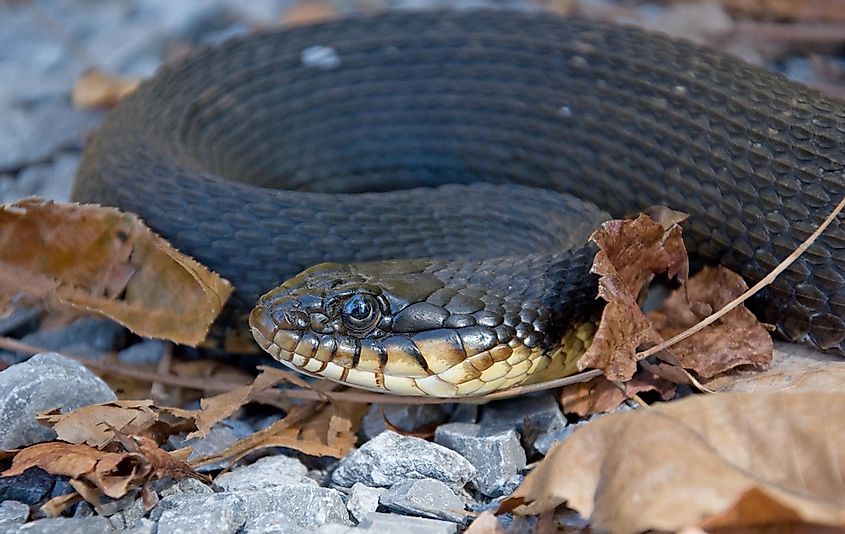 A yellowbelly water snake in Shawnee National Forest