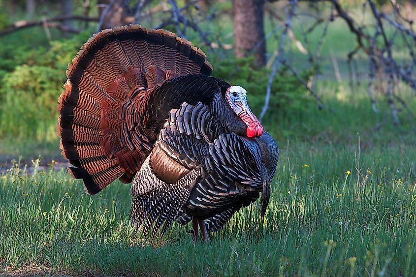 A wild turkey.