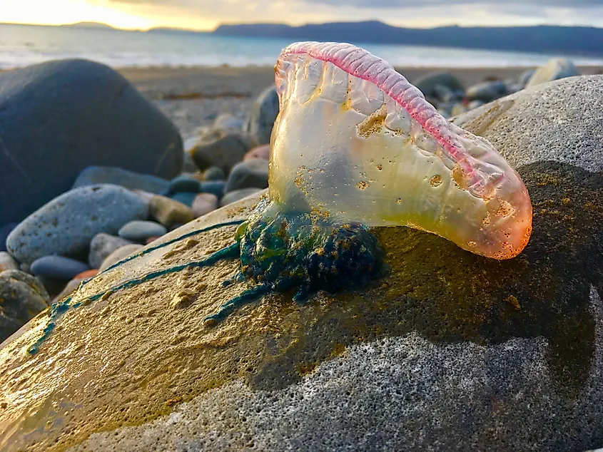 A Portuguese man o' war floating at the ocean surface.