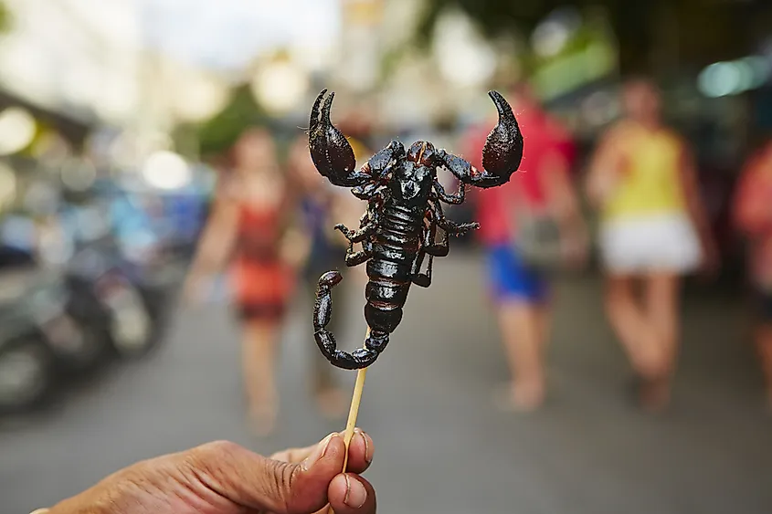 Scorpion as a snack