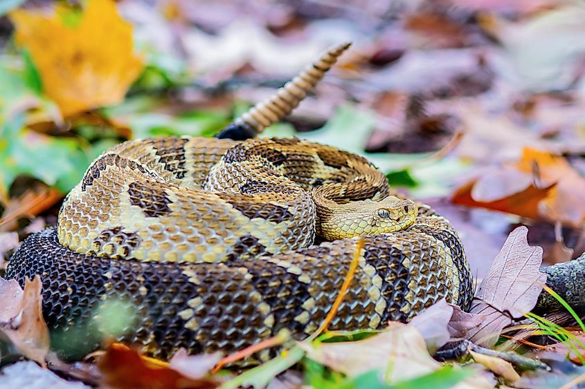  timber rattlesnake 