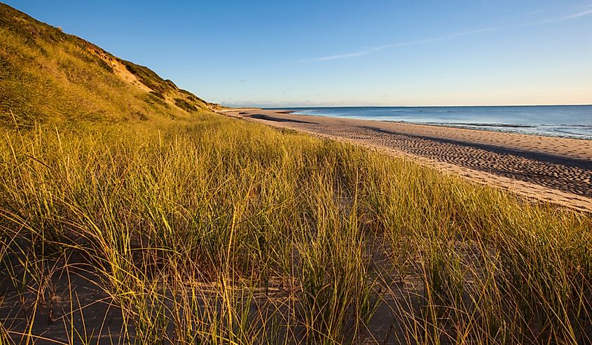 Dune grasses along the Great Island Trail, Wellfleet, Massachusetts.