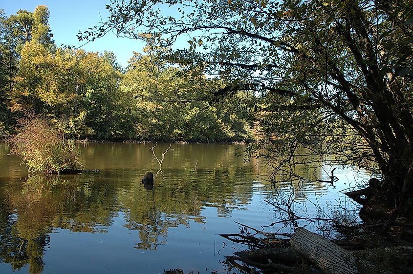 Calm lake with clear reflections, surrounded by lush green trees under a bright blue sky. A fallen log and branches are seen in the foreground, creating a serene, natural scene.