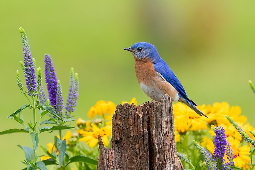 Eastern bluebird