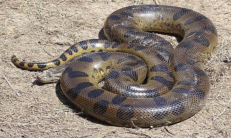 The Four Species Of Anacondas Worldatlas The Four Species Of Anacondas Worldatlas