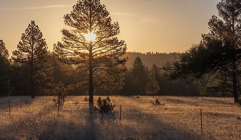 The golden glow of sun peeking through pine tree in Show Low, Arizona