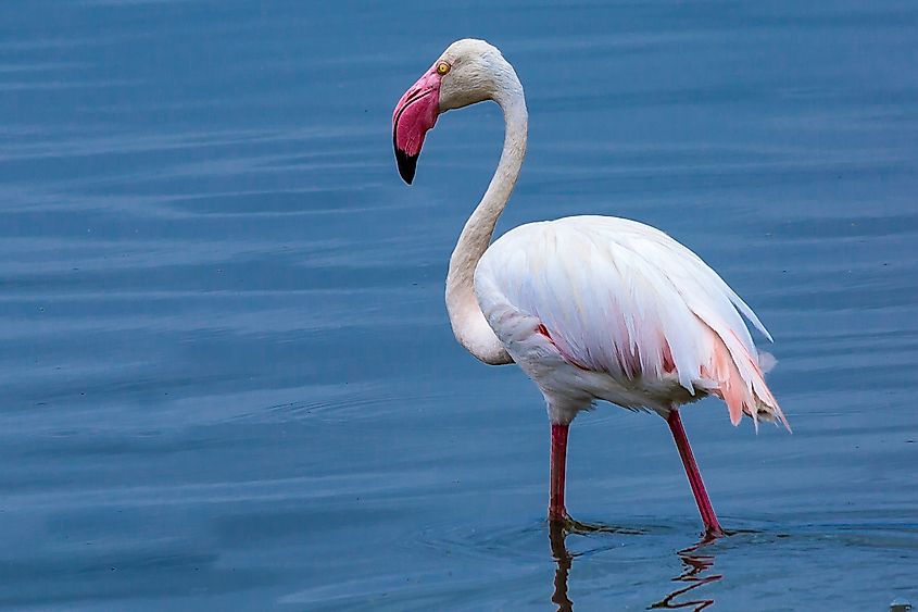 Lake Naivasha