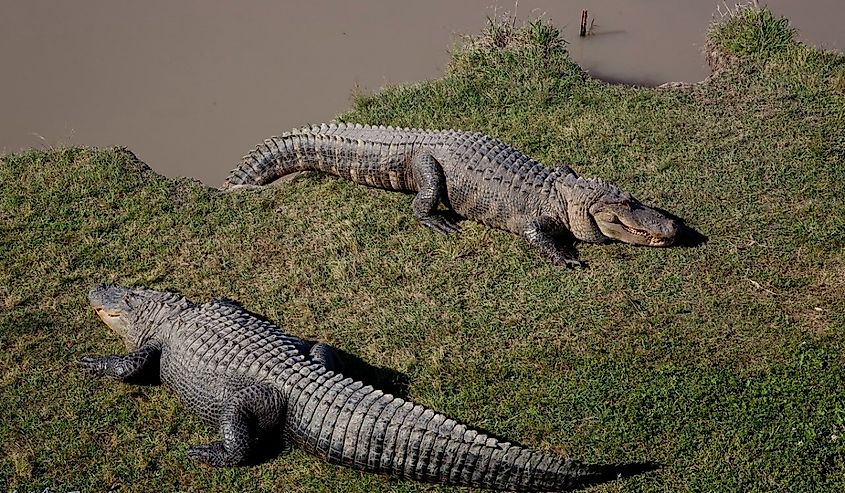 Alligator Alley has 20 acres of natural cypress swamp land, where alligators roam freely in a protected environment, Summerdale, Alabama