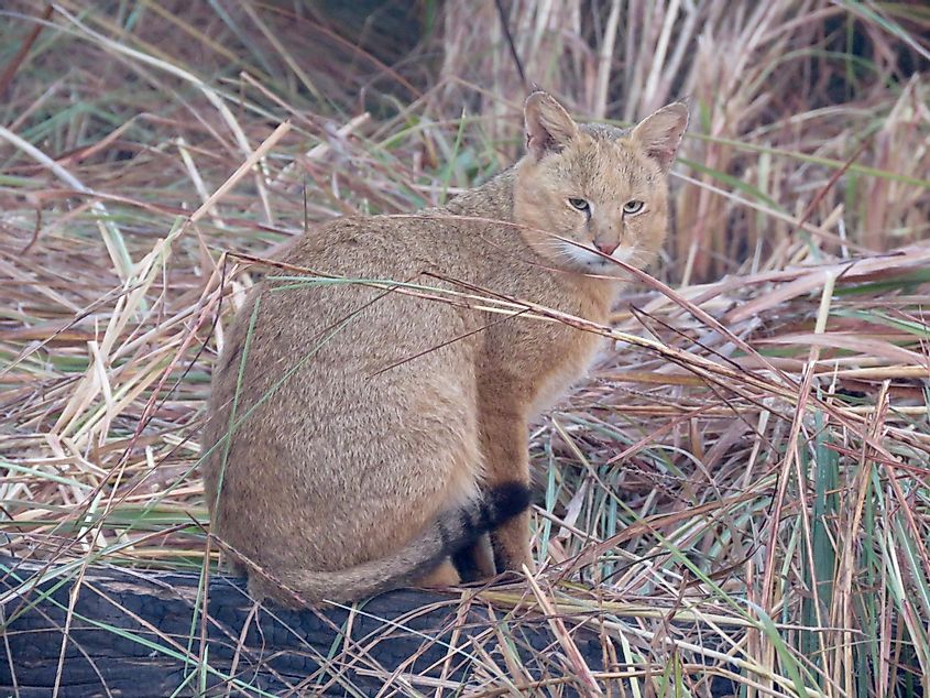 felis chaus or jungle cat in india