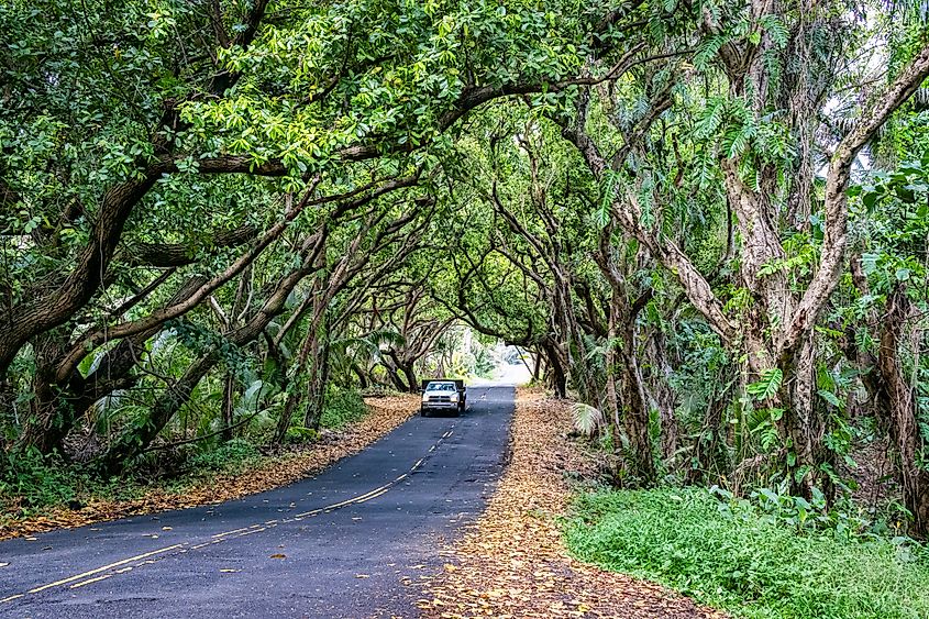 A truck drives under the tree tunnel covering part of the scene byway Highway 137.