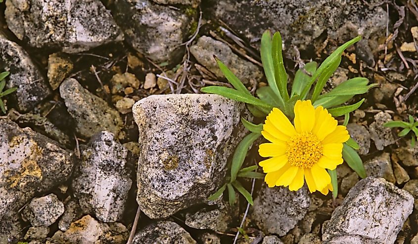 Lakeside daisy, Tetraneuris herbacea, an endangered plant from dry limestone alvar communities in the Great Lakes Region of North America.