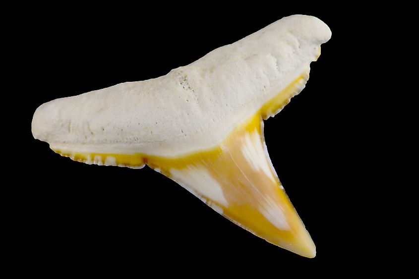 A fossilized shark tooth recovered from Bone Valley, Florida.