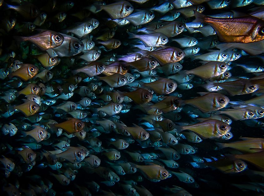 Rottnest  Island fishes