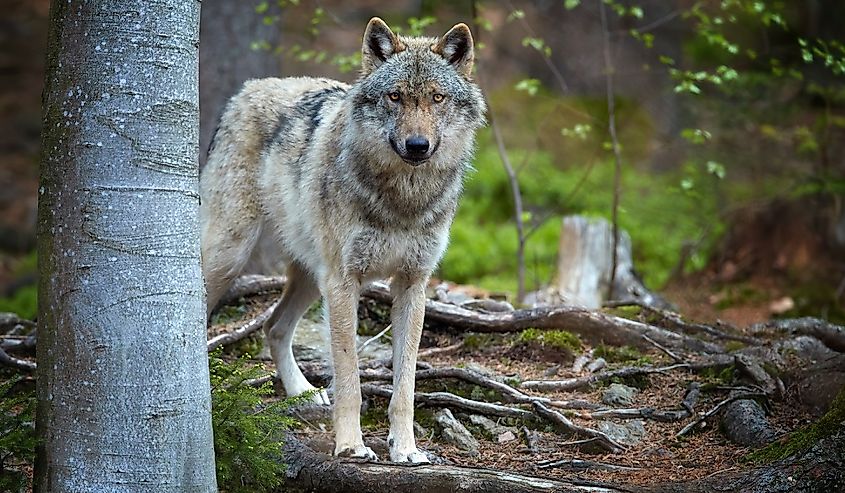 Eurasian wolf, Canis lupus, alpha male in spring european forest, staring directly at camera. 