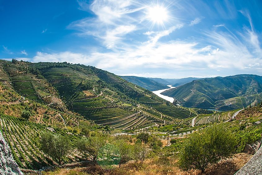 Террасные виноградники в долине Дору, винодельческий регион Альто-Дору на севере Португалии