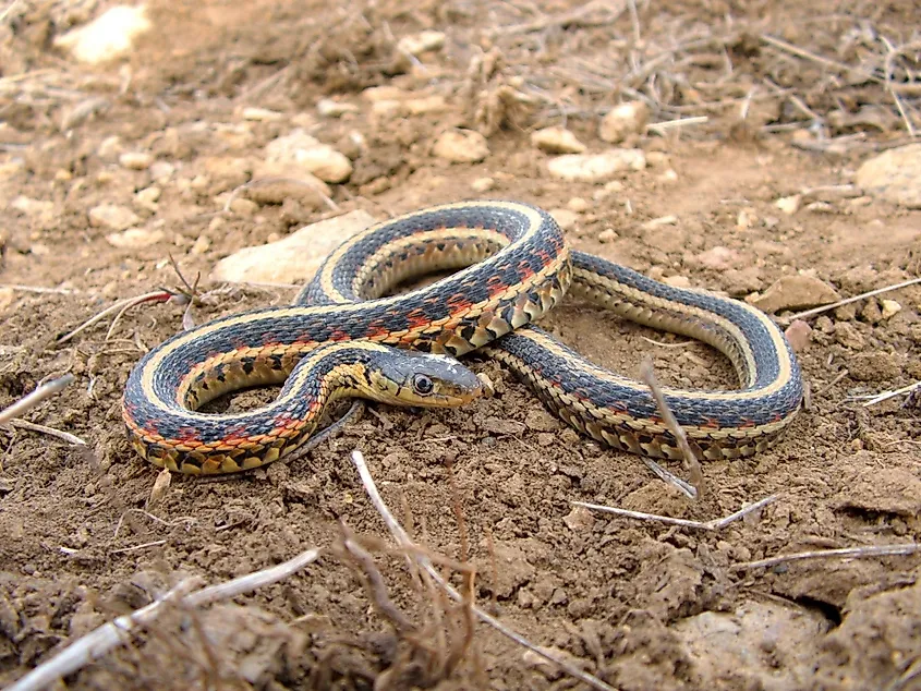 A red-sided garter snake.