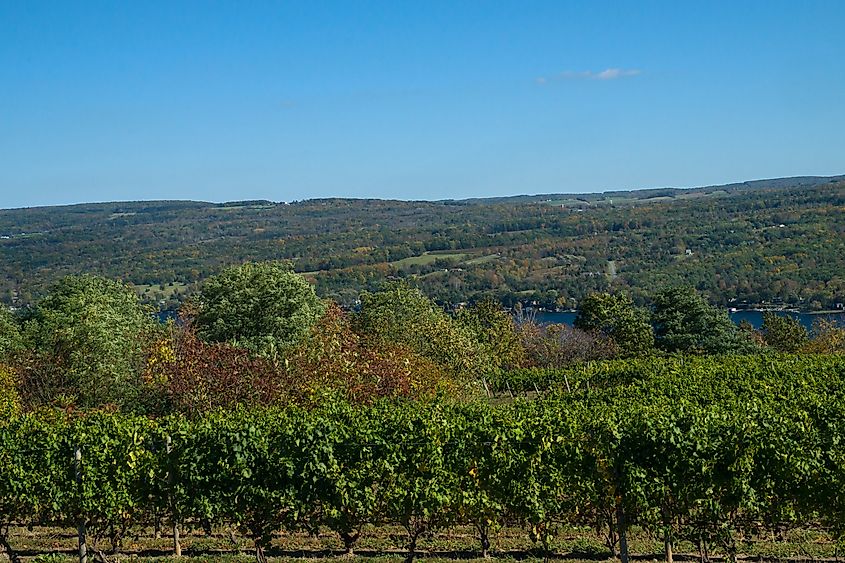 Breathtaking Vineyards along the Keuka Wine Trail in Hammondsport, New York. 