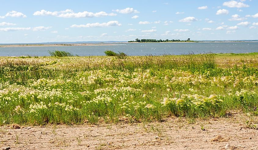 Wildflowers and plants on the Missouri Riverbank in North Dakota