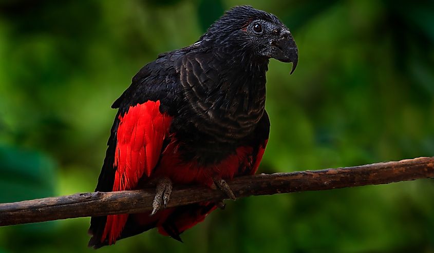 Ceremonial Headdresses Threaten Vulnerable Parrot Species - WorldAtlas