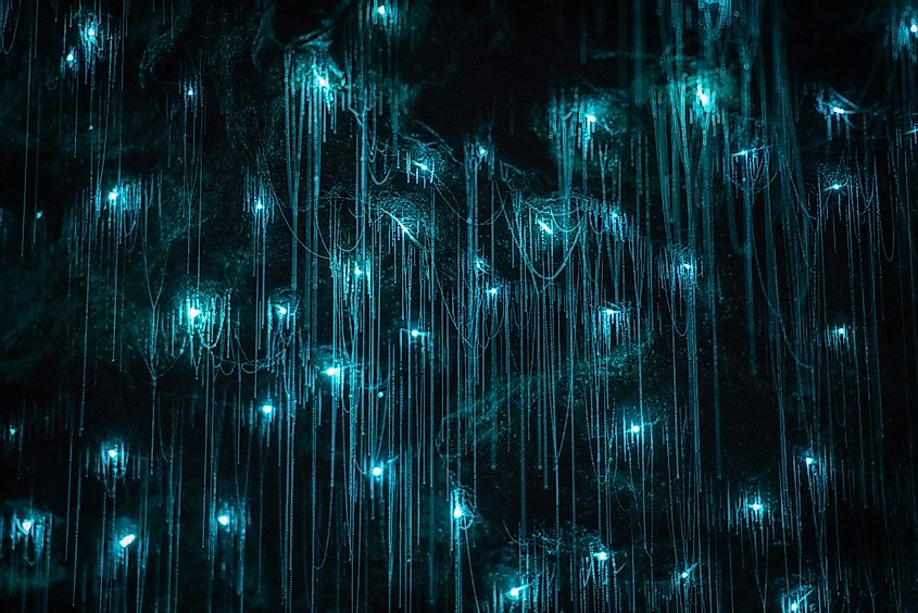 The Waitomo caves where we can find these glowworms in large numbers started forming more than 30 million years ago.