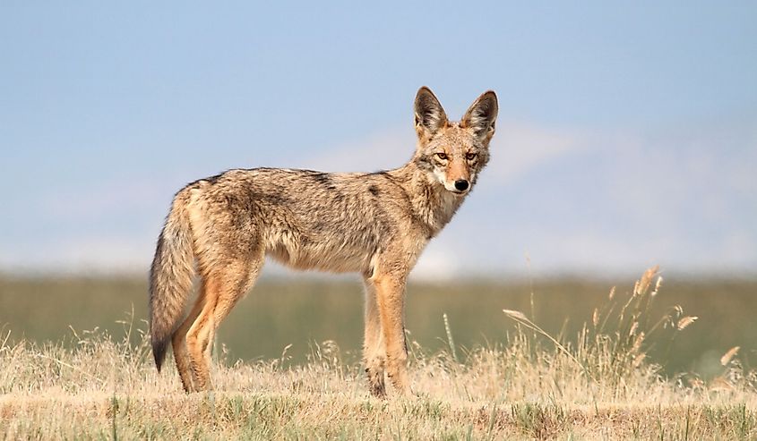 Western Coyote (Canis latrans)