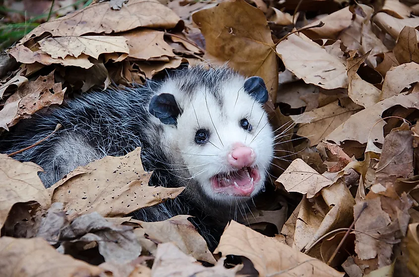 A Virginia opossum.
