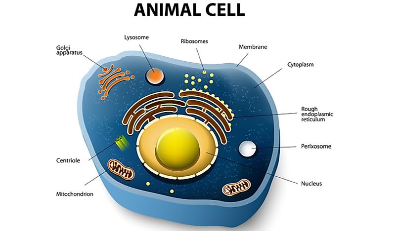 cell wall animal cell