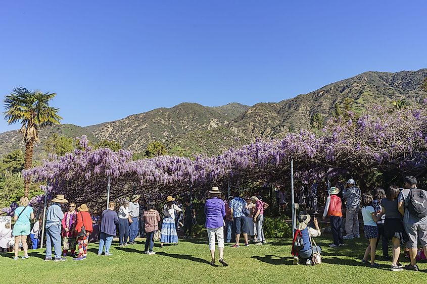 People viewing the world's oldest Wistaria blossom display at Sierra Madre, California