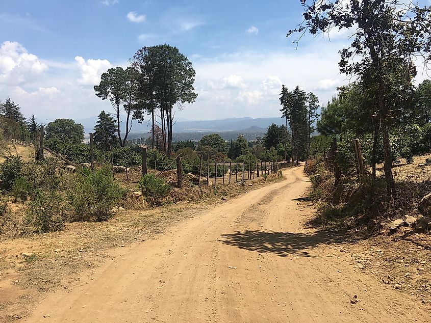 A dusty Mexican road leading off into green trees and a blue sky. 