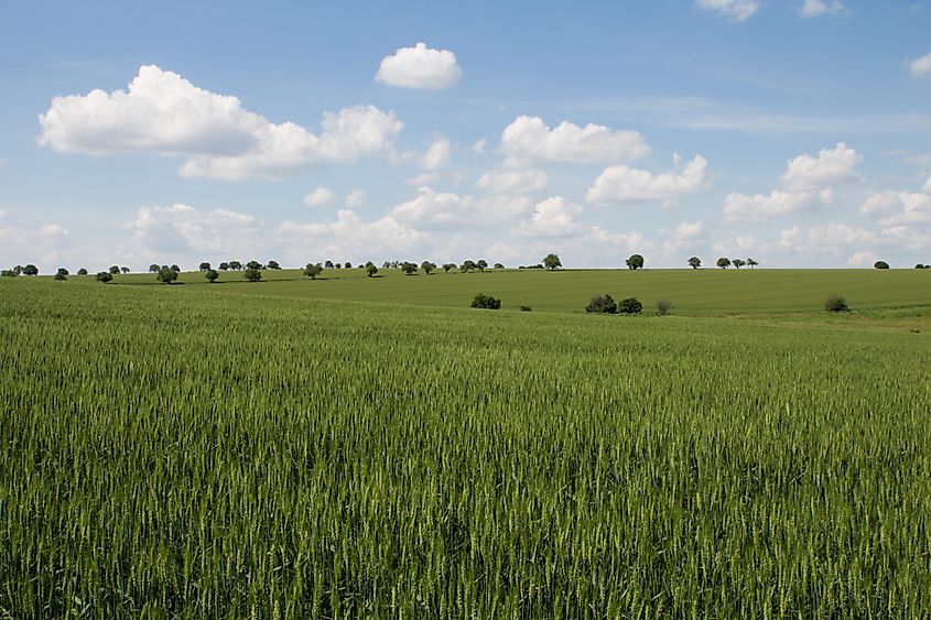 A large green field with Midewin National Tallgrass Prairie in the background.