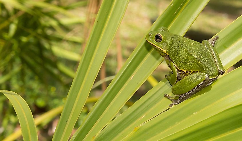 Barking Tree Frog on a trees