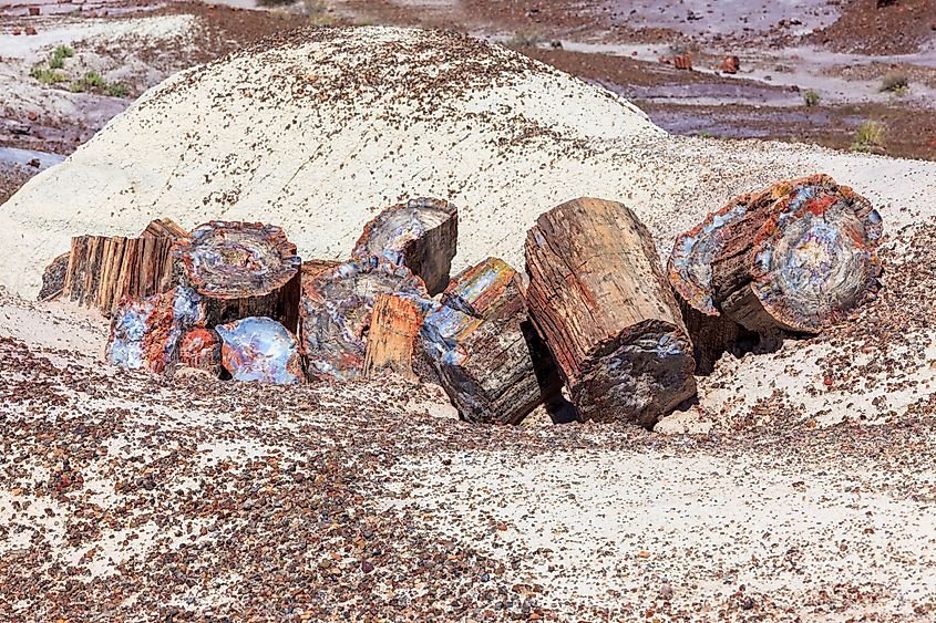 Crystal Forest Petrified Wood, Petrified Forest National Park, Arizona