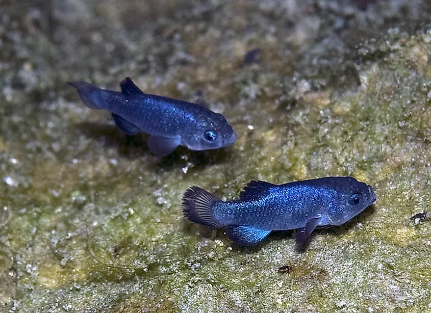 Devils Hole pupfish.