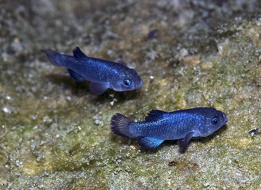 Two male specimen of the Devils Hole Pupfish. 