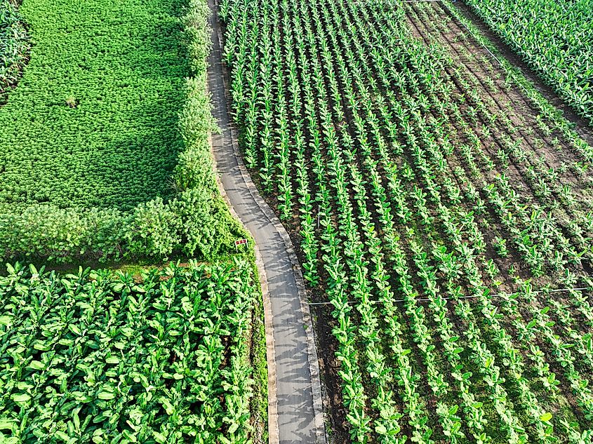 Bird view of a row of cavendish banana plantations