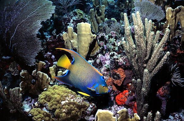 John Pennekamp Coral Reef State Park, Key Largo